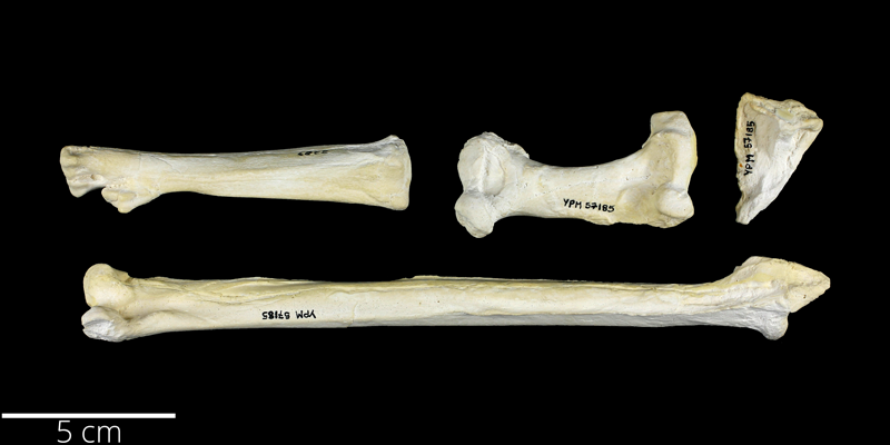<i> Parahesperornis alexi </i> from the Late Cretaceous Niobrara Fm. of Graham County, Kansas (YPM VP 057185).