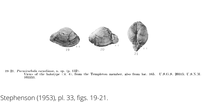 <i> Parmicorbula corneliana </i> from the Cenomanian Woodbine Fm. of Texas (Stephenson 1953).