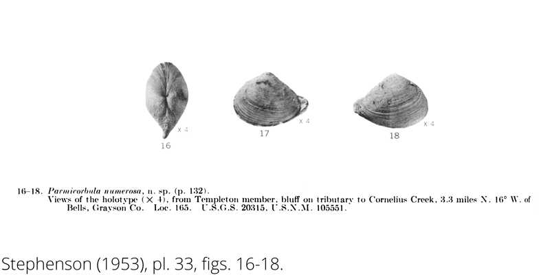 <i> Parmicorbula numerosa </i> from the Cenomanian Woodbine Fm. of Texas (Stephenson 1953).