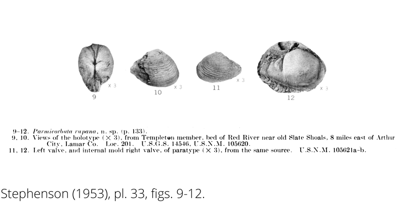 <i> Parmicorbula rupana </i> from the Cenomanian Woodbine Fm. of Texas (Stephenson 1953).