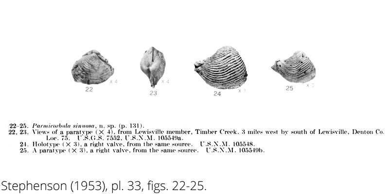 <i> Parmicorbula sinuosa </i> from the Cenomanian Woodbine Fm. of Texas (Stephenson 1953).