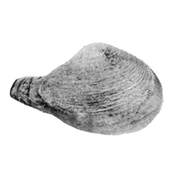 Parmicorbula vokesi