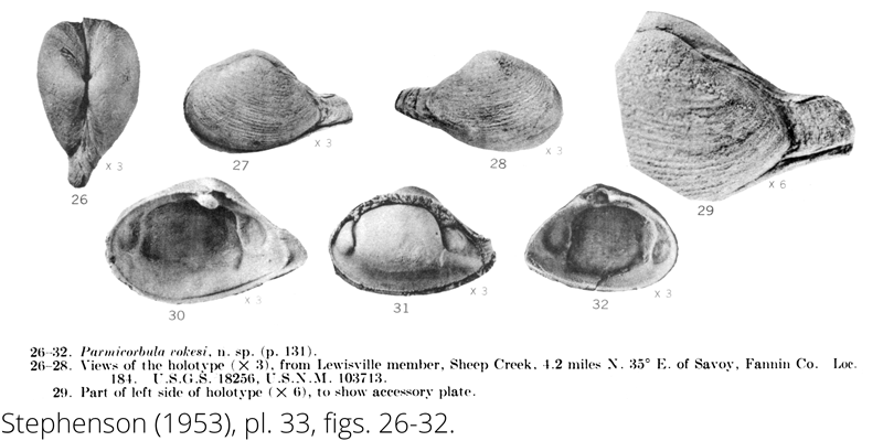 <i> Parmicorbula vokesi </i> from the Cenomanian Woodbine Fm. of Texas (Stephenson 1953).