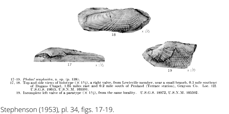 <i> Pholas scaphoides </i> from the Cenomanian Woodbine Fm. of Texas (Stephenson 1953).