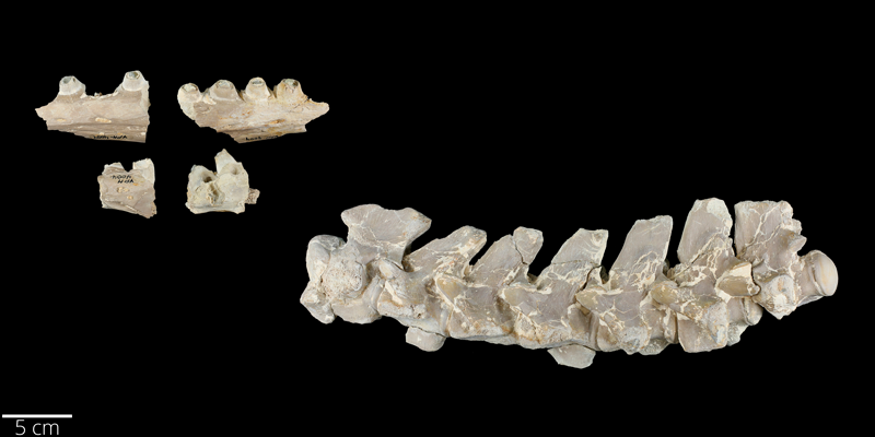 <i> Platecarpus coryphaeus </i> from the Late Cretaceous Niobrara Fm. of Logan County, Kansas (YPM VP 004004).