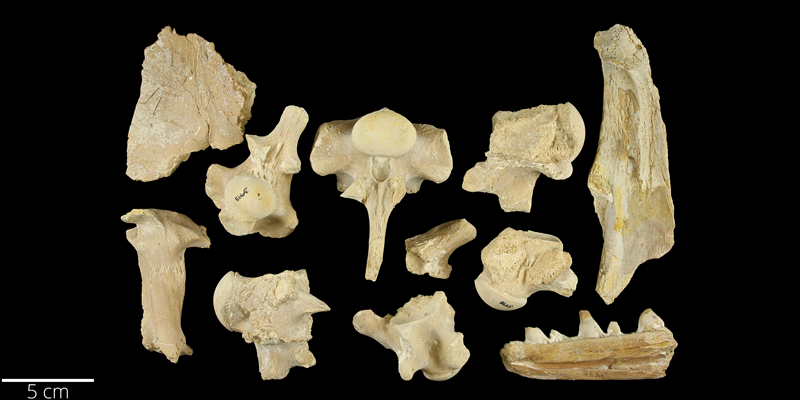 <i> Platecarpus ictericus </i> from the Late Cretaceous Niobrara Fm. of Wallace County, Kansas (YPM VP 003998).