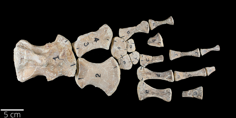 <i> Platecarpus planifrons </i> from the Late Cretaceous Niobrara Fm. of Logan County, Kansas (YPM VP 001427).