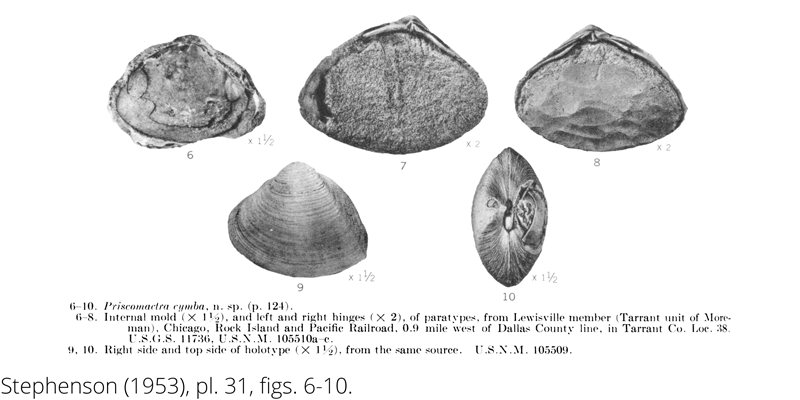 <i> Priscomactra cymba </i> from the Cenomanian Woodbine Fm. of Texas (Stephenson 1953).