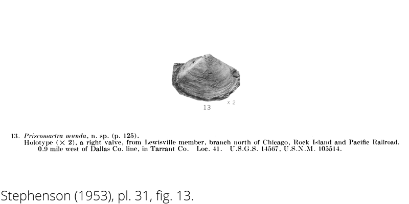 <i> Priscomactra munda </i> from the Cenomanian Woodbine Fm. of Texas (Stephenson 1953).