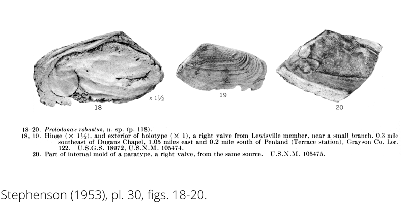 <i> Protodonax robustus </i> from the Cenomanian Woodbine Fm. of Texas (Stephenson 1953).