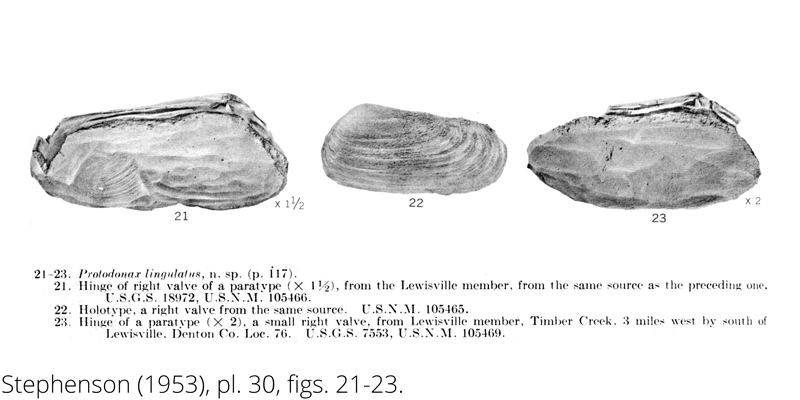 <i> Protodonax lingulatus </i> from the Cenomanian Woodbine Fm. of Texas (Stephenson 1953).