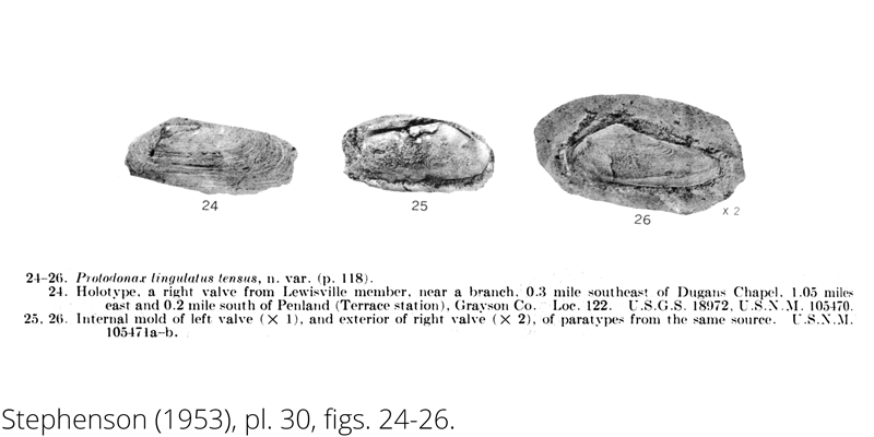 <i> Protodonax lingulatus tensus </i> from the Cenomanian Woodbine Fm. of Texas (Stephenson 1953).