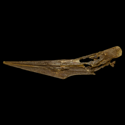 Pteranodon longiceps