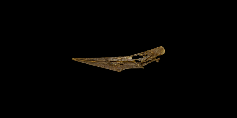 <i> Pteranodon longiceps </i> from the Late Cretaceous Niobrara Fm. of Gove County, Kansas (YPM VP 001177).