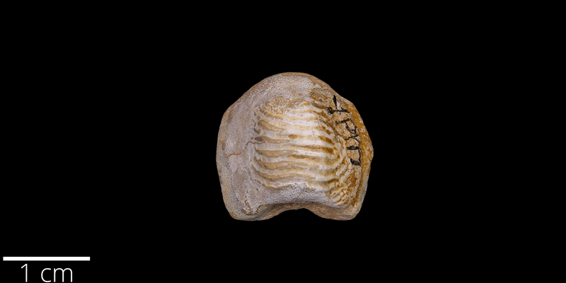 <i> Ptychodus decurrens </i> from the Late Cretaceous Niobrara Fm. of Kansas (YPM VP 59115).