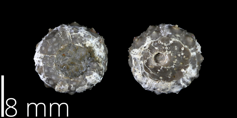 <i> Salenia stenzeli </i> from the Late Cretaceous Grayson Marl of El Paso County, Texas (UT 40550).