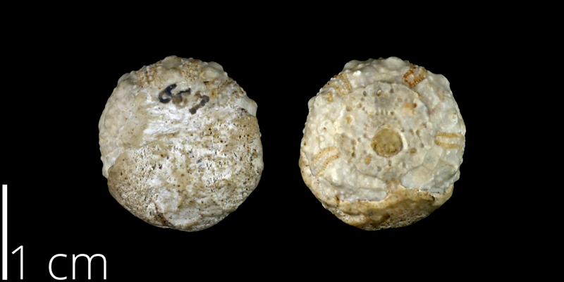 <i> Salenia volana </i> from the Late Cretaceous Buda Limestone Fm. of Travis County, Texas (UT 47538).