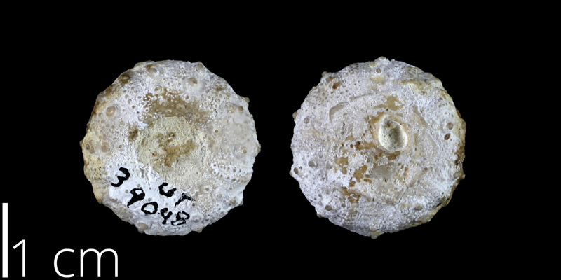 <i> Salenia whitneyi </i> from the Late Cretaceous Anacacho Fm. of Medina County, Texas (UT 39048).