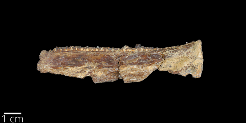 <i> Saurodon ferox </i> from the Late Cretaceous Niobrara Fm. of Ellis County, Kansas (YPM VP 007231).