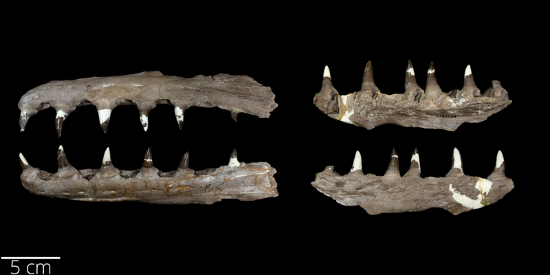 <i> Selmasaurus johnsoni </i> from the Santonian Niobrara Fm. of Gove County, Kansas (FHSM 13910).