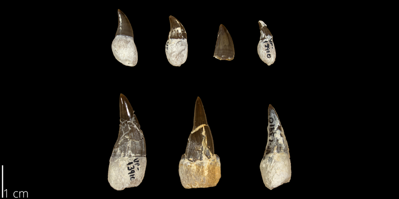 <i> Selmasaurus johnsoni </i> from the Santonian Niobrara Fm. of Gove County, Kansas (FHSM 13910).