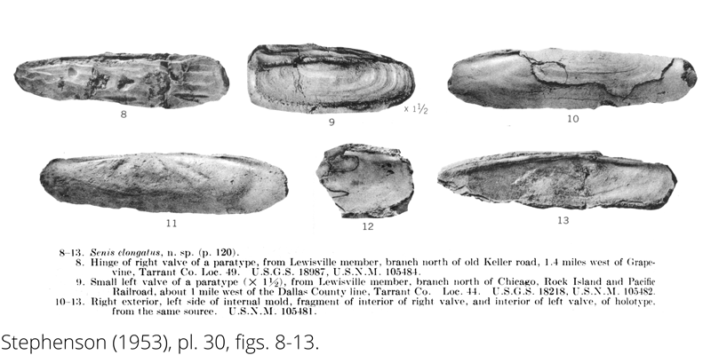 <i> Senis elongatus </i> from the Cenomanian Woodbine Fm. of Texas (Stephenson 1953).