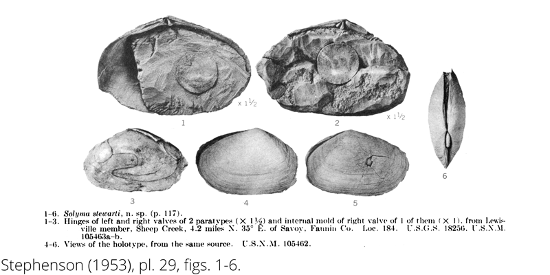 <i> Solyma stewarti </i> frome the Cenomanian Woodbine Fm. of Texas (Stephenson 1953).