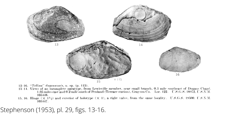 <i> Tellina dugansensis </i> from the Cenomanian Woodbine Fm. of Texas (Stephenson 1953).