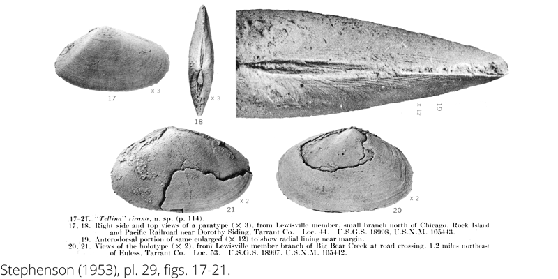 <i> Tellina rivana </i> from the Cenomanian Woodbine Fm. of Texas (Stephenson 1953).