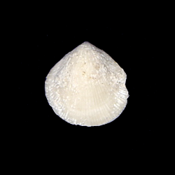 Terebratulida