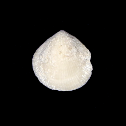 Cancellothyrididae