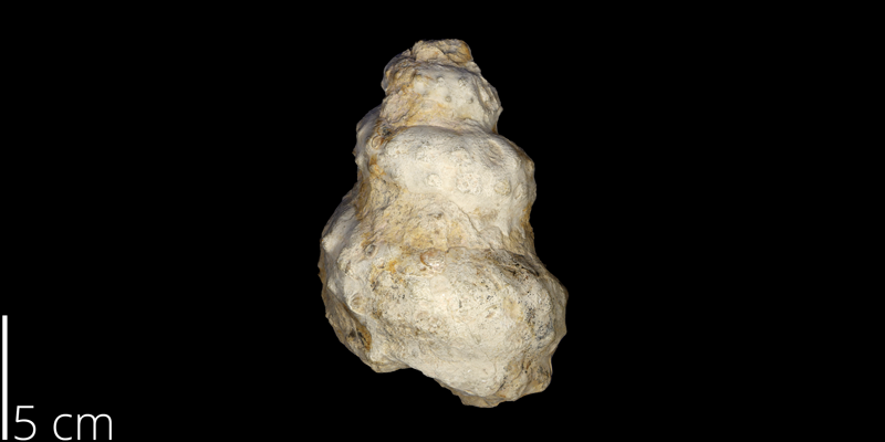 <i> Turrilites brazoensis </i> from the Cenomanian Grayson Fm. of Denton County, Texas (UNM 4470).