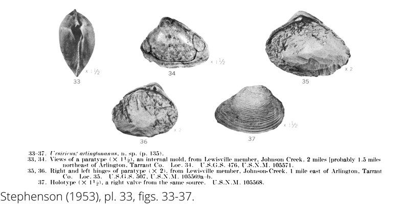 <i> Ursirivus arlingtonanus </i> from the Cenomanian Woodbine Fm. of Texas (Stephenson 1953).