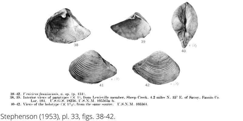 <i> Ursirivus fanninensis </i> from the Cenomanian Woodbine Fm. of Texas (Stephenson 1953).