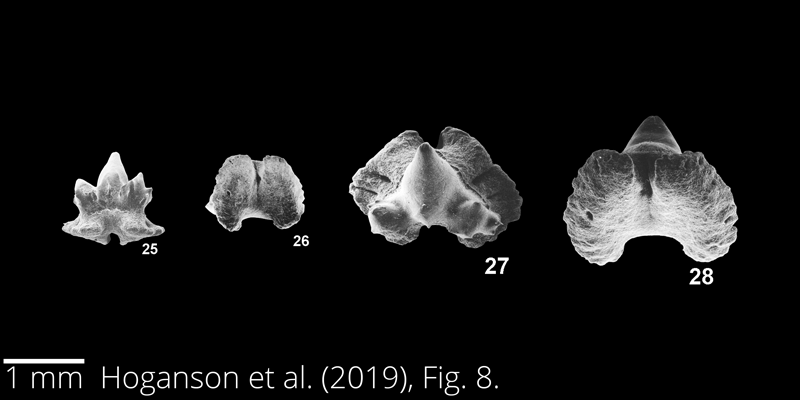 <i> Archaeotriakis rochelleae </i> from the Maastrichtian Fox Hills Fm. of North Dakota. Image is derived from Hoganson et al. (2019; Bulletins of American Paleontology No. 398) and is used here with permission of the Paleontological Research Institution, which retains the copyright.