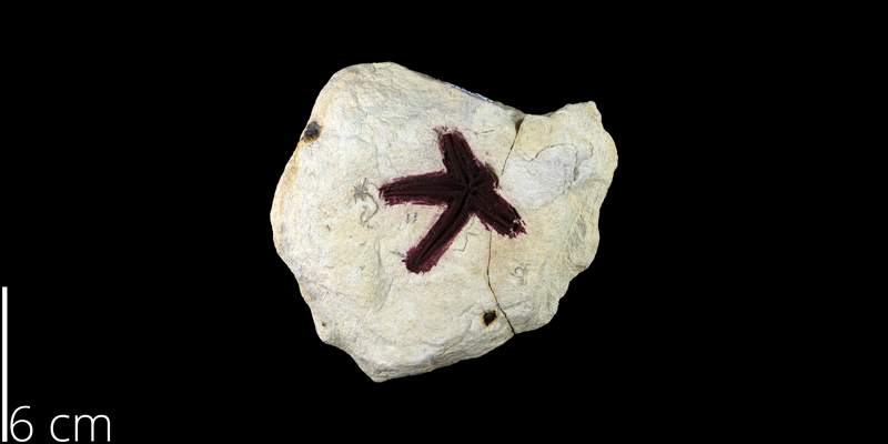 <i> Astrocratis acutispina </i> from the Cretaceous Pflugerville Fm. of Travis County, Texas (TX 1238).