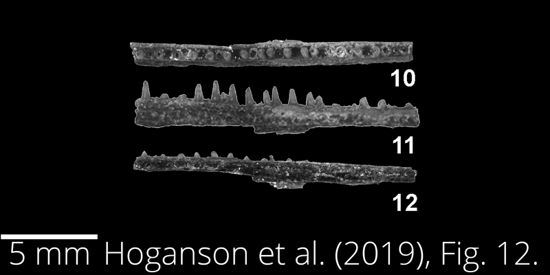 <i> Belonostomus longirostris </i> from the Maastrichtian Fox Hills Fm. of North Dakota. Image is derived from Hoganson et al. (2019; Bulletins of American Paleontology No. 398) and is used here with permission of the Paleontological Research Institution, which retains the copyright.