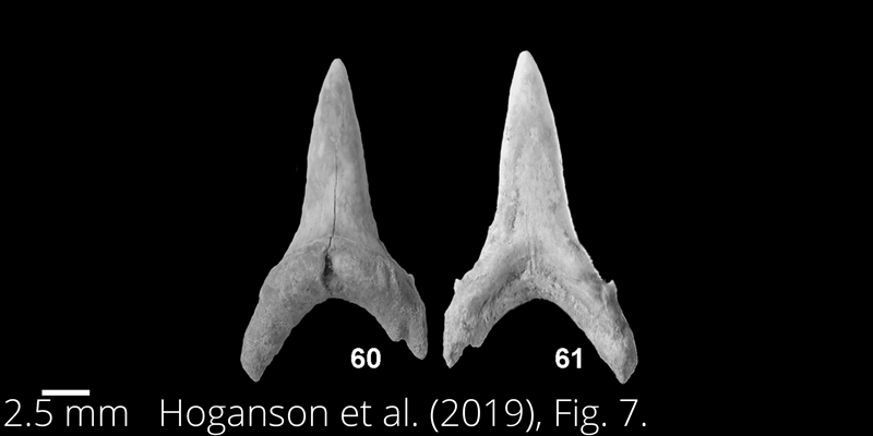 <i> Carcharias samhammeri </i> from the Maastrichtian Fox Hills Fm. of North Dakota. Image is derived from Hoganson et al. (2019; Bulletins of American Paleontology No. 398) and is used here with permission of the Paleontological Research Institution, which retains the copyright.