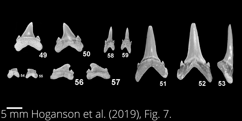 <i> Carcharias samhammeri </i> from the Maastrichtian Fox Hills Fm. of North Dakota. Image is derived from Hoganson et al. (2019; Bulletins of American Paleontology No. 398) and is used here with permission of the Paleontological Research Institution, which retains the copyright.