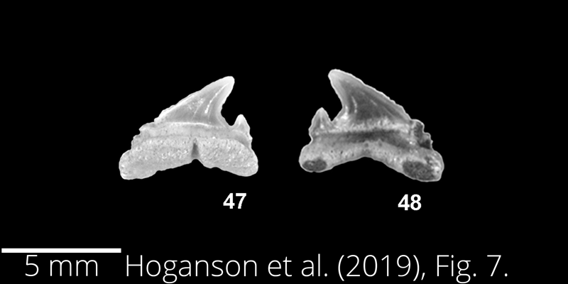 <i> Carcharias tenuiplicatus </i> from the Maastrichtian Fox Hills Fm. of North Dakota. Image is derived from Hoganson et al. (2019; Bulletins of American Paleontology No. 398) and is used here with permission of the Paleontological Research Institution, which retains the copyright.