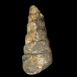 Cerithium bosquense