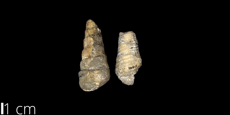 <i> Cerithium bosquense </i> from the Albian Comanche Peak Limestone Fm. of Lubbock County, Texas (UNM 11099).