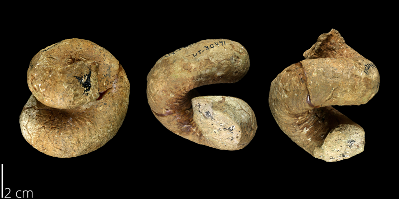 <i> Cirroceras reevesi </i> from the Late Cretaceous Anacacho Fm. of Medina County, Texas (UT 30491).