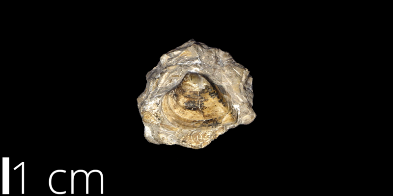 <i> Corbicula umbonella </i> from the Campanian/Maastrichtian Laramie Fm. of Arapahoe County, Colorado (UNM 210).