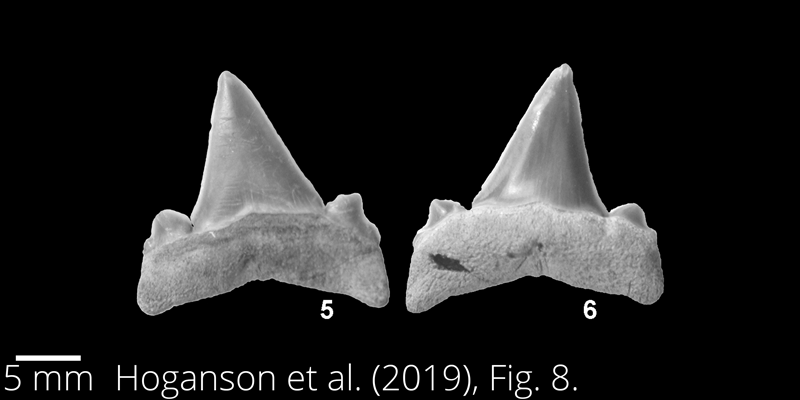 <i> Cretalamna feldmanni </i> from the Maastrichtian Fox Hills Fm. of North Dakota. Image is derived from Hoganson et al. (2019; Bulletins of American Paleontology No. 398) and is used here with permission of the Paleontological Research Institution, which retains the copyright.