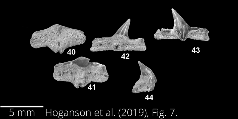 <i> Cretorectolobus olsoni </i> from the Maastrichtian Fox Hills Fm. of North Dakota. Image is derived from Hoganson et al. (2019; Bulletins of American Paleontology No. 398) and is used here with permission of the Paleontological Research Institution, which retains the copyright.