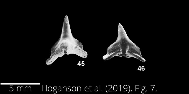 <i> Cretorectolobus olsoni </i> from the Maastrichtian Fox Hills Fm. of North Dakota. Image is derived from Hoganson et al. (2019; Bulletins of American Paleontology No. 398) and is used here with permission of the Paleontological Research Institution, which retains the copyright.