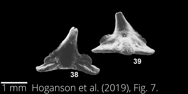 <i> Cretorectolobus olsoni </i> from the Maastrichtian Fox Hills Fm. of North Dakota. Image is derived from Hoganson et al. (2019; Bulletins of American Paleontology No. 398) and is used here with permission of the Paleontological Research Institution, which retains the copyright.