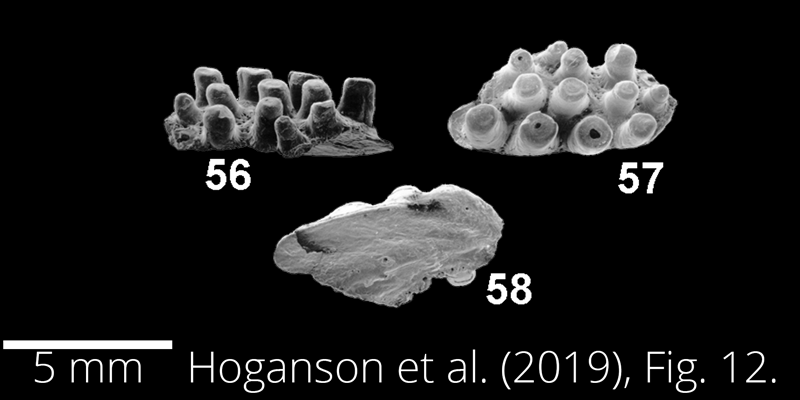 <i> Cyclurus fragosus </i> from the Maastrichtian Fox Hills Fm. of North Dakota. Image is derived from Hoganson et al. (2019; Bulletins of American Paleontology No. 398) and is used here with permission of the Paleontological Research Institution, which retains the copyright.