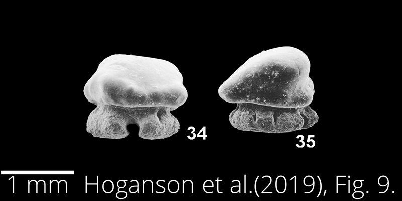 <i> Dasyatis northdakotaensis </i> from the Maastrichtian Fox Hills Fm. of North Dakota. Image is derived from Hoganson et al. (2019; Bulletins of American Paleontology No. 398) and is used here with permission of the Paleontological Research Institution, which retains the copyright.